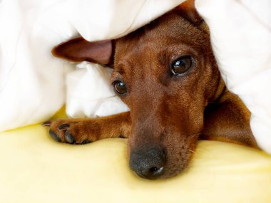  Köpek rahatlatıcı kahverengi minyatür pinscher yakın plan portre