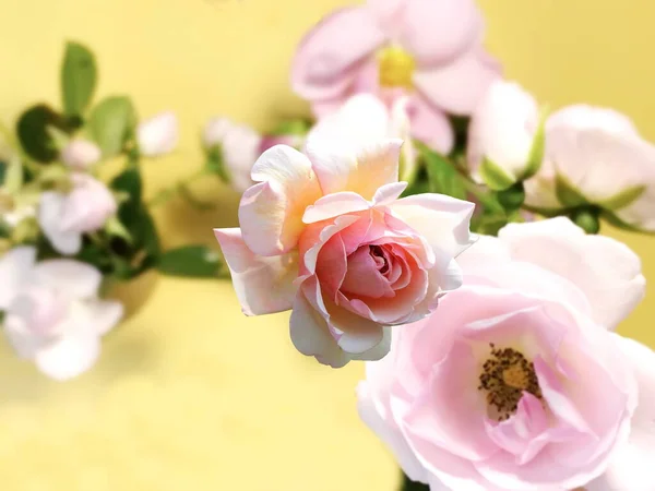 Primavera Verano Rosas Rosas Flores Pétalos Con Hojas Sobre Fondo — Foto de Stock