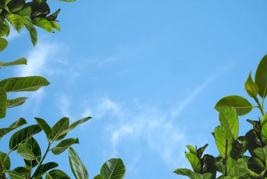  Pembe çiçekler mavi arka planda yeşil yapraklar yaz şablonu fotokopi alanı afişi