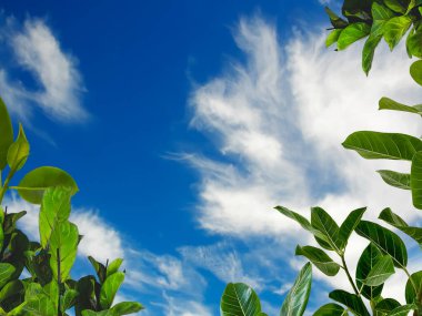  Mavi gökyüzü beyaz bulutlar yeşil deniz suyu sıçrama ve tropik yapraklar ön yaz arka plan şablonu