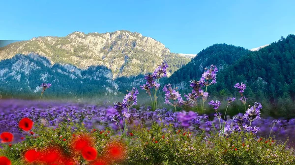 Olumpus Montagnes Ciel Bleu Champ Fleurs Sauvages Rouge Pape Lilas — Photo