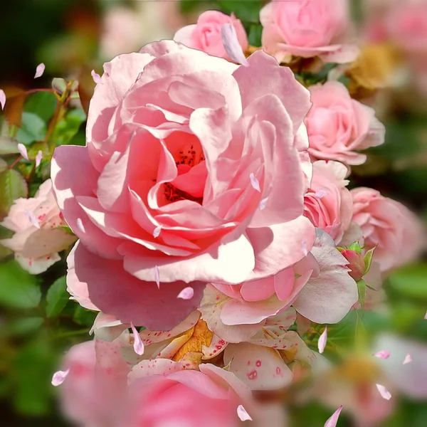 Roses Roses Mais Sur Fond Vert Nature Modèle Salutations Carg — Photo