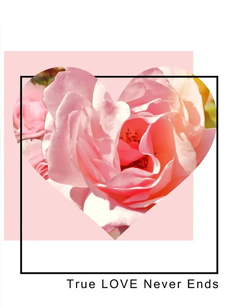 Różowe Róże Ale Zielonym Tle Natura Szablon Pozdrowienia Carg Walentynki — Zdjęcie stockowe