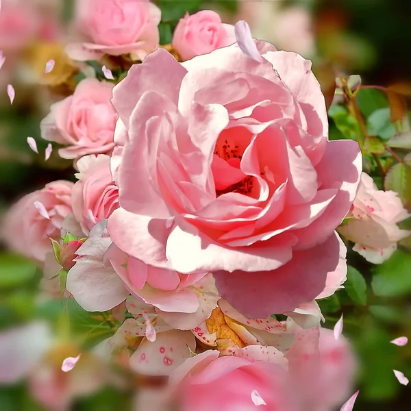 Rose Rosa Sfondo Verde Natura Modello Saluti Carg San Valentino — Foto Stock