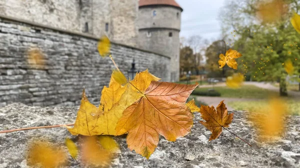 Yellow Leaves Fall Autumn Tallinn Old Town Tower Red Roof Stock Picture