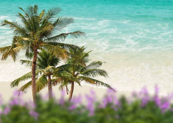 Mavi Turkuaz Deniz Suyundaki Palmiye Ağacı Beyaz Kumu Dalgalandırır — Stok fotoğraf
