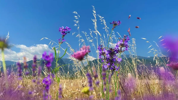 Ufuktaki Kır Çiçekleri Papatya Lavanta Mavi Gökyüzü Güneşli Gün Olumpus — Stok fotoğraf