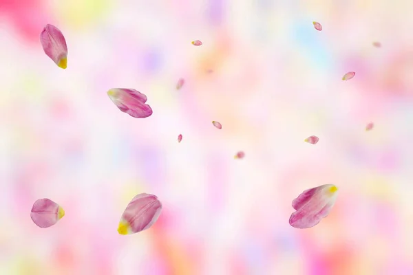 Flying Pink Petal Modern Art Spring Summer Fashion Pastel Blurred — Stock Photo, Image