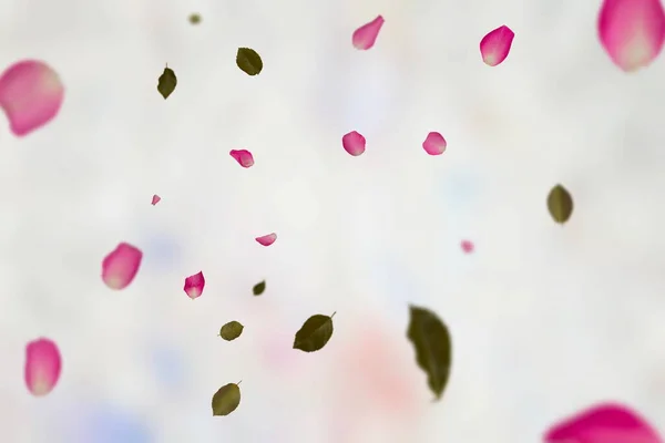 Voando Pétala Rosa Arte Moderna Primavera Verão Moda Pastel Desfocado — Fotografia de Stock