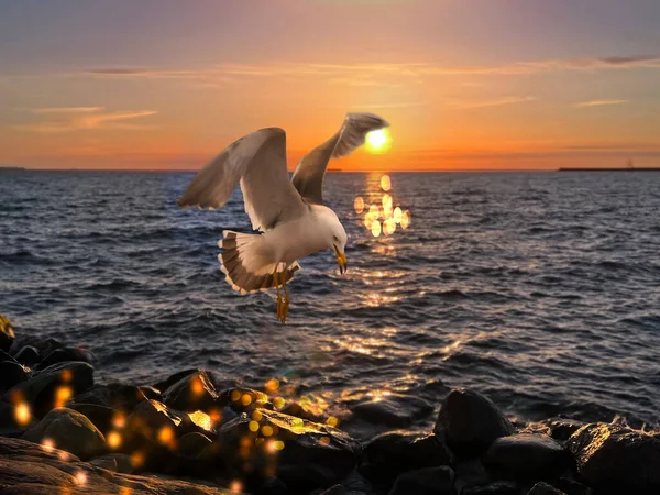 Deniz martısında altın gün batımı Sahilde seastone güneş ışığı yansıması Su dalgası arka planda.