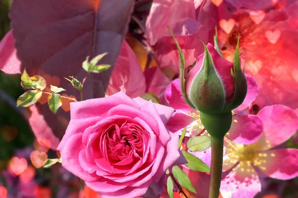 Pink Roses Flowers Red Heart Shape Blurred Summer Sun Beam — Foto Stock