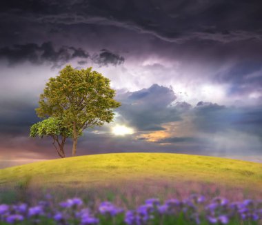 cloudy sky meadow field and tree on hill  wild roses bush ,sun beam  light summer nature background