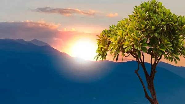 Tree Sun Light Beam Orange Sunset Horizon Mountain Olympus Nature — Stockfoto