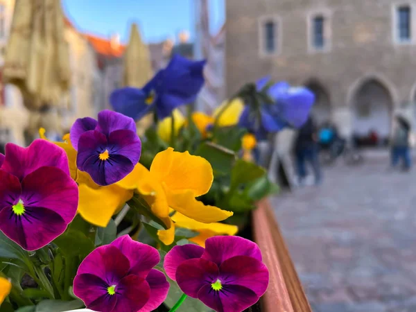  Tallinn 'deki eski ortaçağ şehrinde, sokak restoranındaki masada mavi yaz çiçekleri