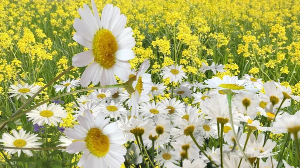 Wild Field Yellow White Daisy Flowers Green Grass Nature Landscape — Stock Photo, Image