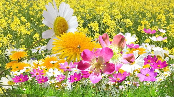 Pink Lilac Flowers Wild Field Yellow Dandelions White Daisy Green — Stock Photo, Image