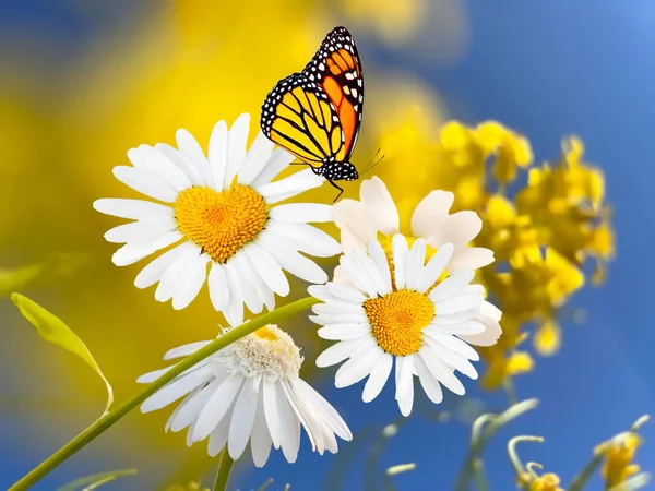 White Yellow Daisy Flowers Butterflies Front Blue Sky Floral Summer — Stock Photo, Image