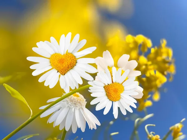 White Yellow Daisy Flowers Butterflies Front Blue Sky Floral Summer — Foto de Stock