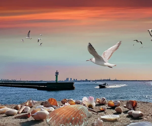 pink  sunset at sea  sunlight reflection  water wave seashell on  beach stone  horizon seagull fly and ship  new harbor jahtind