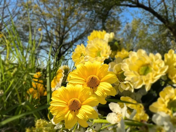 Weiße Und Gelbe Wildblumen Gänseblümchen Und Baum Auf Feld Sommer — Stockfoto