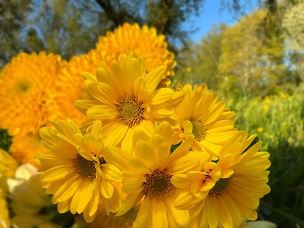 Fiori Selvatici Bianchi Gialli Margherita Albero Sul Campo Nel Parco — Foto Stock