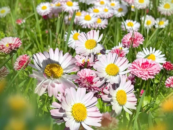 Wildflowers Chamomile Daisies White Pink Green Field Grass — Stock Photo, Image