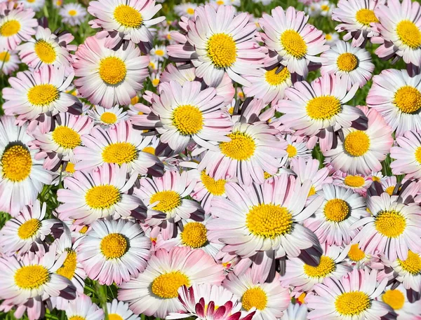 Wildflowers Chamomile Daisies White Pink Green Field Grass — Stock Photo, Image