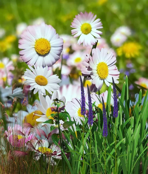 Wildflowers Chamomile Daisies White Pink Green Field Grass Summer Countryside — Stock Photo, Image