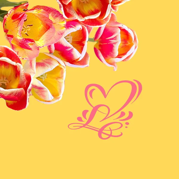 郁金香花 但粉红色和红色的黄色背景与粉红色的心脏符号情人节贺卡 — 图库照片