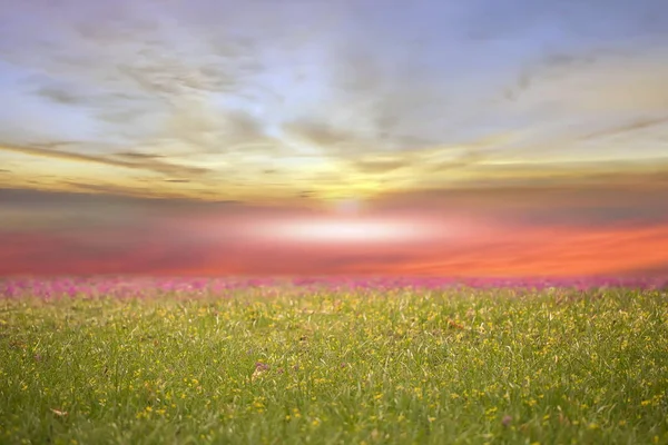 Groen Geel Weiland Met Bloemen Gras Blauw Troebel Goud Roze — Stockfoto