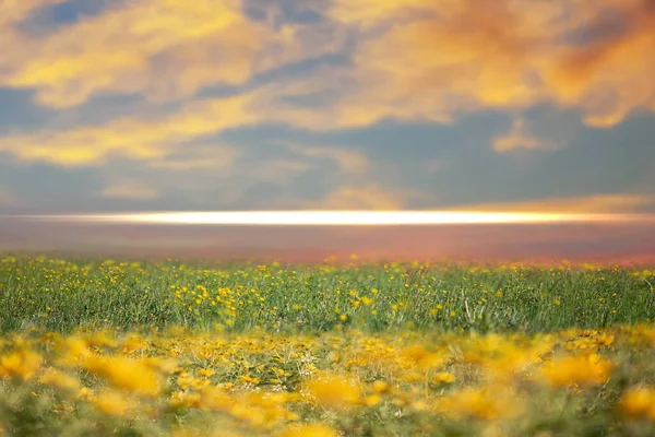 green yellow meadow field with flowers and grass  blue cloudy gold  pink sunset  and sun beam on sky  evening hature landscape