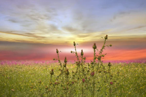 Green Yellow Meadow Field Flowers Grass Blue Cloudy Pink Sunset — Stock Photo, Image