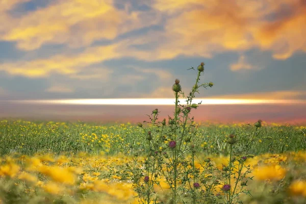 green yellow meadow field with flowers and grass  blue cloudy  pink sunset  sky  evening hature landscape