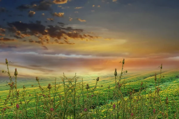 green yellow meadow field with flowers and grass  blue cloudy  pink sunset  sky  evening hature landscape