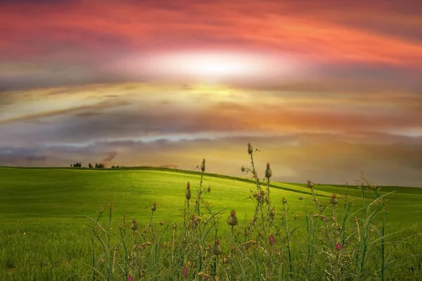 meadow field with flowers and green grass herbs  blue cloudy  pink sunset  sky  evening hature landscape