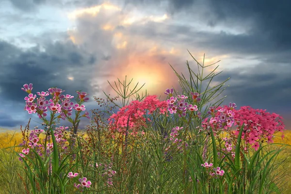 Wilde Bloemen Kruiden Weide Veld Groen Gras Blauw Bewolkt Roze — Stockfoto