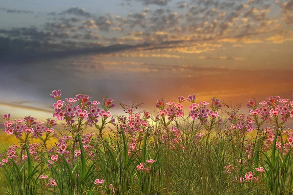 wild flowers and herbs on meadow field green  grass  blue cloudy pink gold yellow red sunset  sky  evening  countryside hature landscape