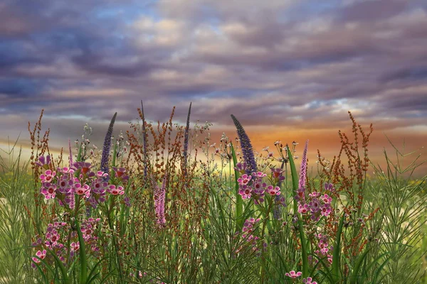 wild flowers and herbs on meadow field green  grass  blue cloudy pink gold yellow red sunset  sky  evening  countryside hature landscape