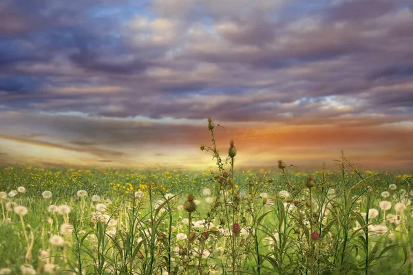 Wilde Bloemen Kruiden Weide Veld Groen Gras Blauw Bewolkt Roze — Stockfoto