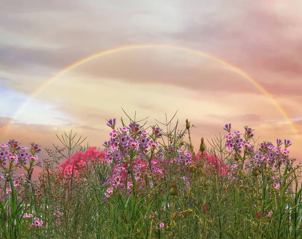 Wilde Kruiden Bloemen Het Veld Regenboog Blauwe Hemel Met Roze — Stockfoto