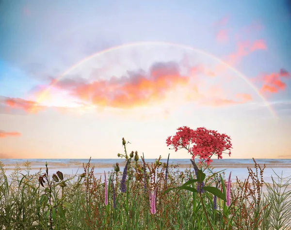 Wilde Kruiden Bloemen Het Veld Regenboog Blauwe Hemel Met Roze — Stockfoto