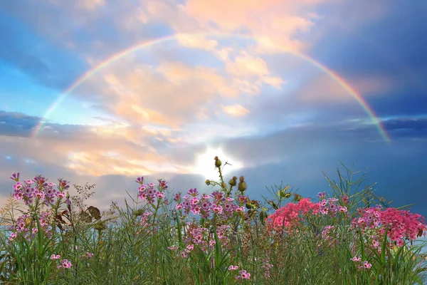 Wilde Kruiden Bloemen Het Veld Regenboog Blauwe Hemel Met Roze — Stockfoto