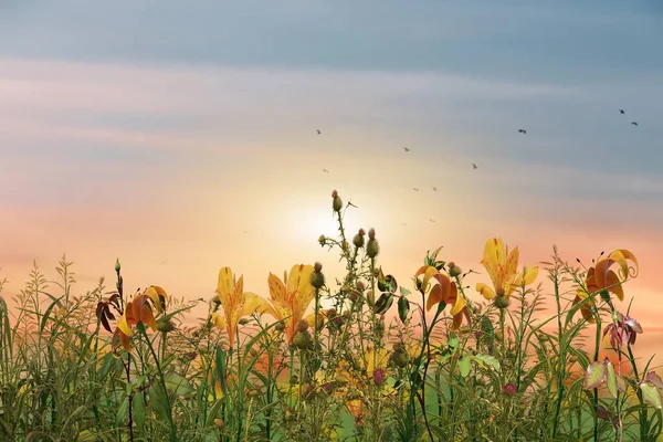 flowers and grass  meadow field  blue cloudy  pink sunset  sky  evening  contryside summer hature landscape