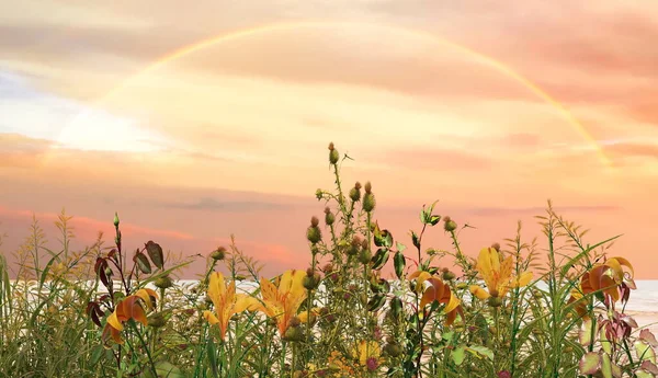 meadow field with flowers and grass  blue cloudy  pink sunset  sky with rainbow   evening nature landscape