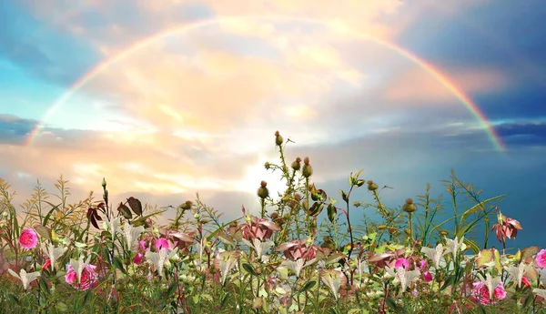 meadow field with flowers and grass  blue cloudy  pink sunset  sky with rainbow   evening nature landscape
