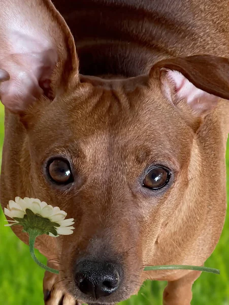 dog  with flower  relaxing brown miniature pinscher close up portrait funny animal