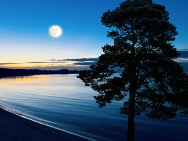 Waterlandschap Volle Maan Pijnboom Het Zandstrand Avonds Laat Zonsondergang Zee — Stockfoto