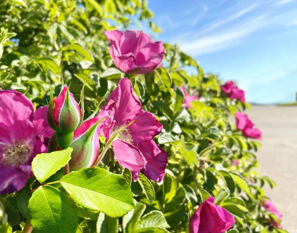 Nypon Buske Med Blommor Men Blommor Och Gröna Blad Havsblå — Stockfoto