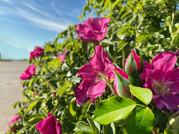 Nypon Buske Med Blommor Men Blommor Och Gröna Blad Havsblå — Stockfoto