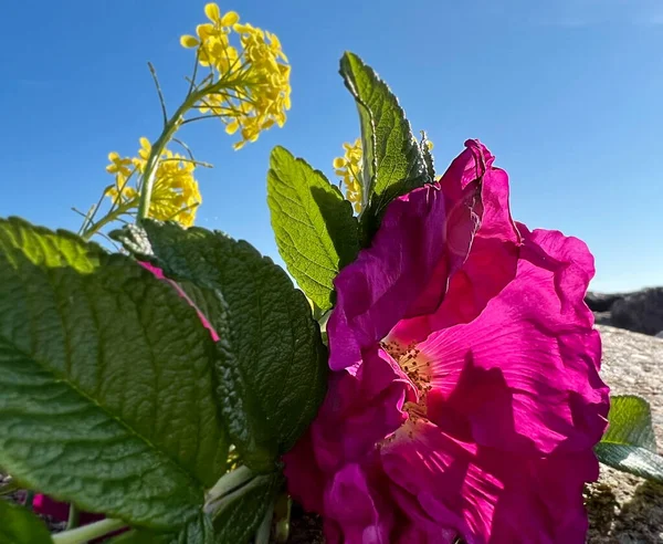 Hund Ros Buske Med Blommor Men Blommor Och Gröna Blad — Stockfoto